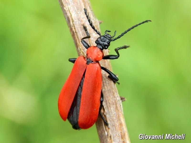 Pyrochroa coccinea, Pyrochroidae